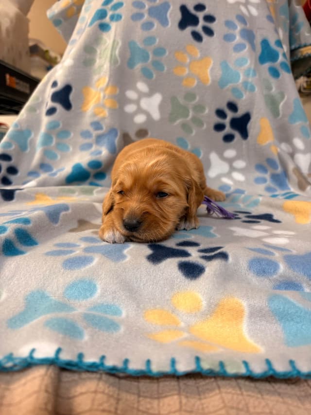 Golden Retriever Puppies media 10