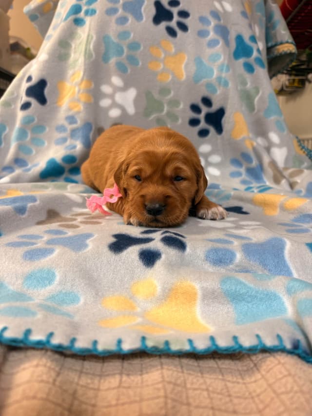 Golden Retriever Puppies media 11