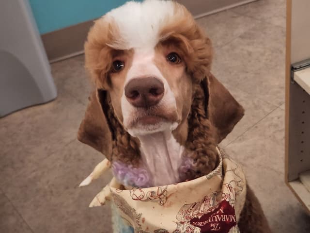 Poodle Puppy media 4