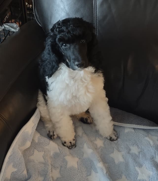 Poodle Puppy media 2