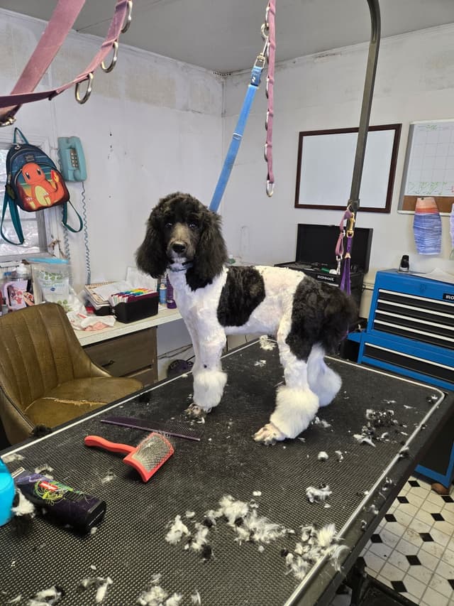 Poodle Puppy media 5