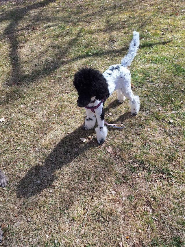 Poodle Puppy media 7