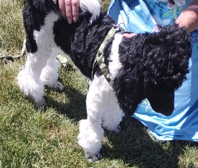 Poodle Puppy media 8