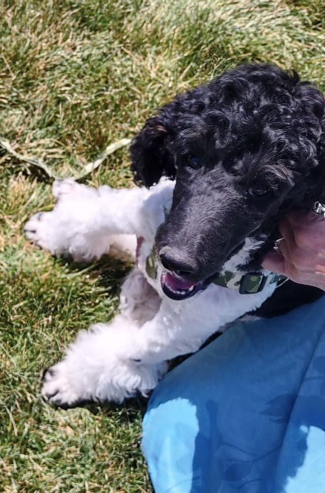 Poodle Puppy media 9
