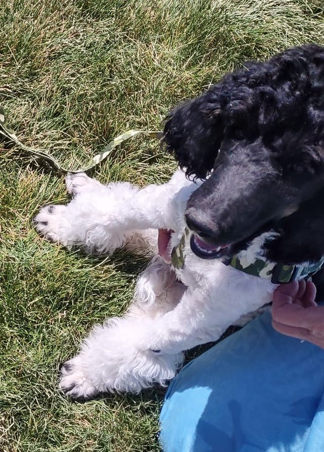 Poodle Puppy media 10