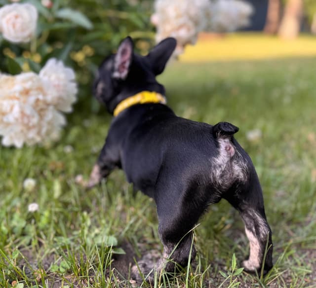 French Bulldog Puppies media 2