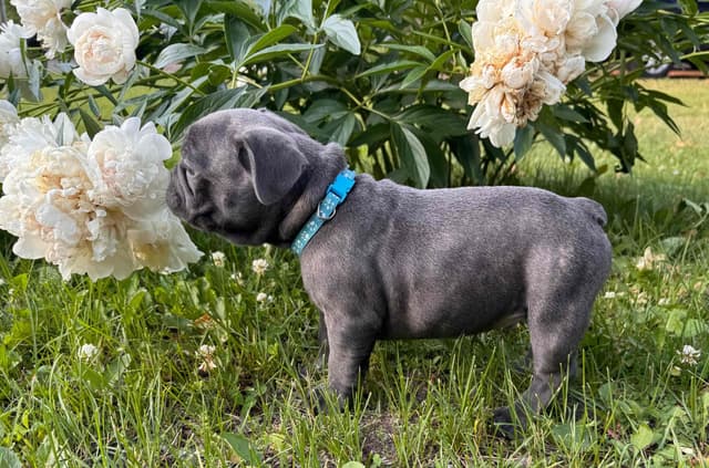 French Bulldog Puppies media 4
