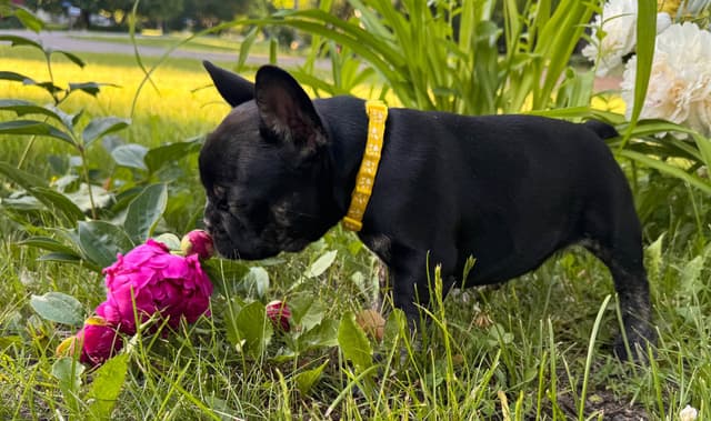 French Bulldog Puppies media 10