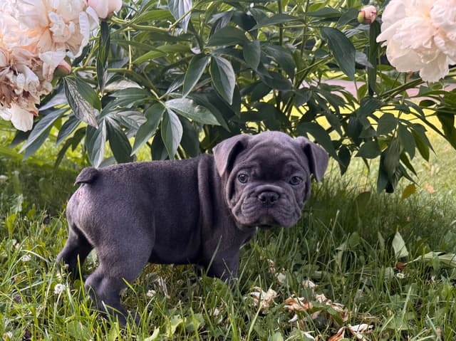 French Bulldog Puppies media 9