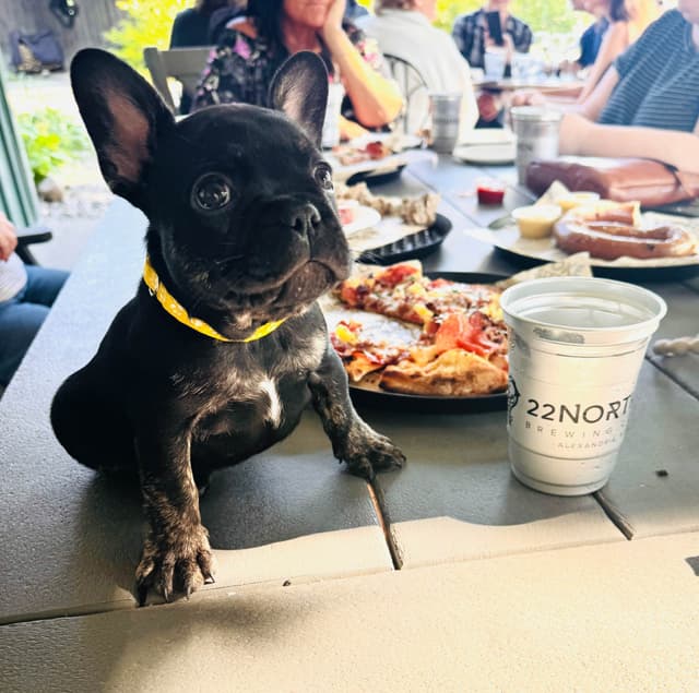 French Bulldog Puppies media 13