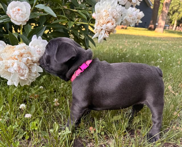 French Bulldog Puppies media 14