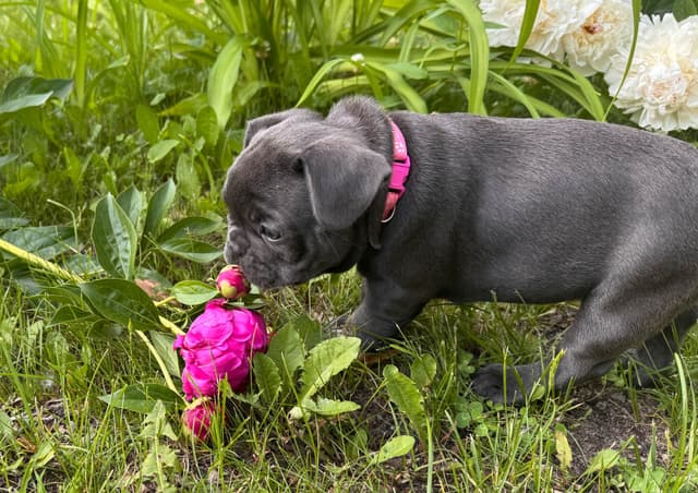 French Bulldog Puppies media 17