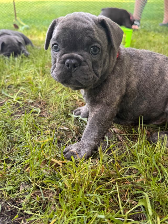 French Bulldog Puppies media 19