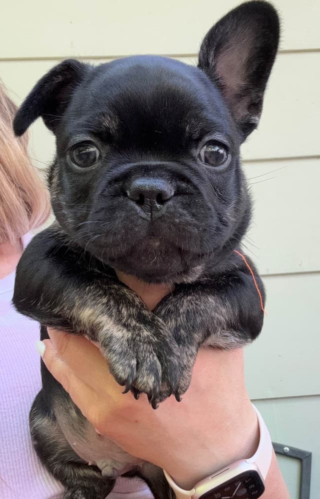 French Bulldog Puppies media 8