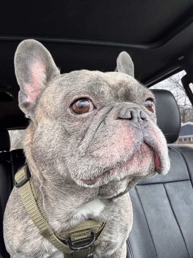 French Bulldog Puppies media 20