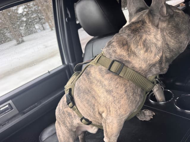 French Bulldog Puppies media 21