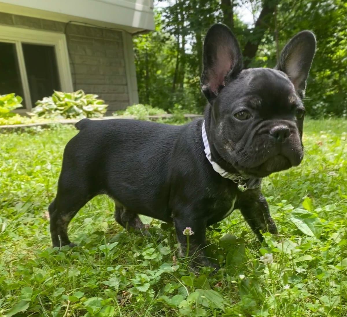 French Bulldog Puppies breeder image 2