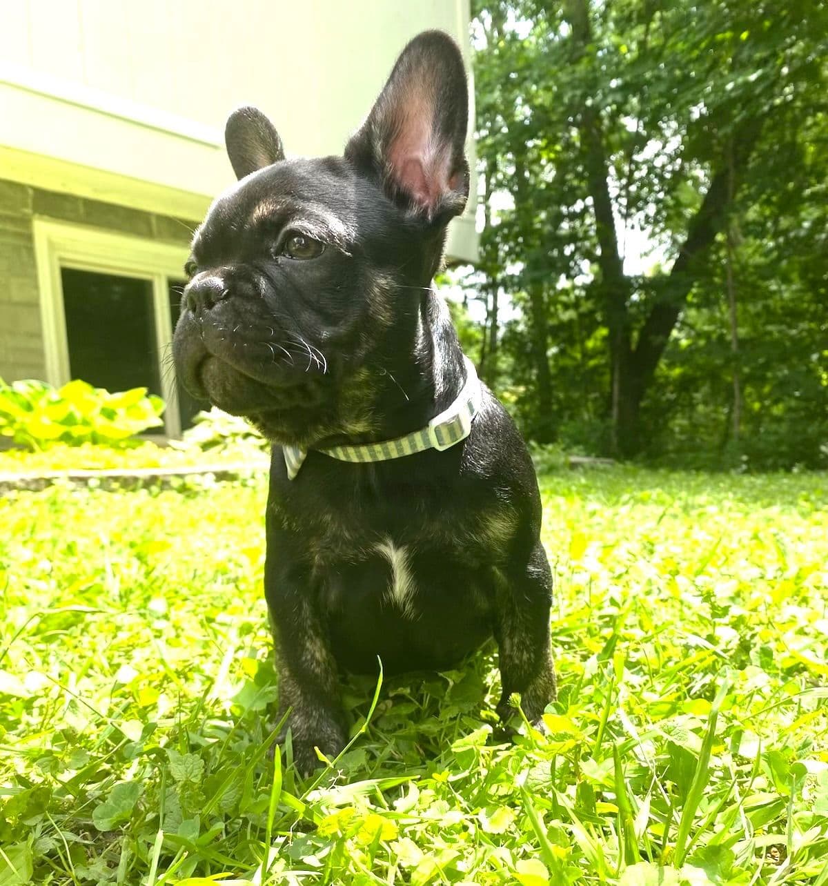 French Bulldog Puppies breeder image 3