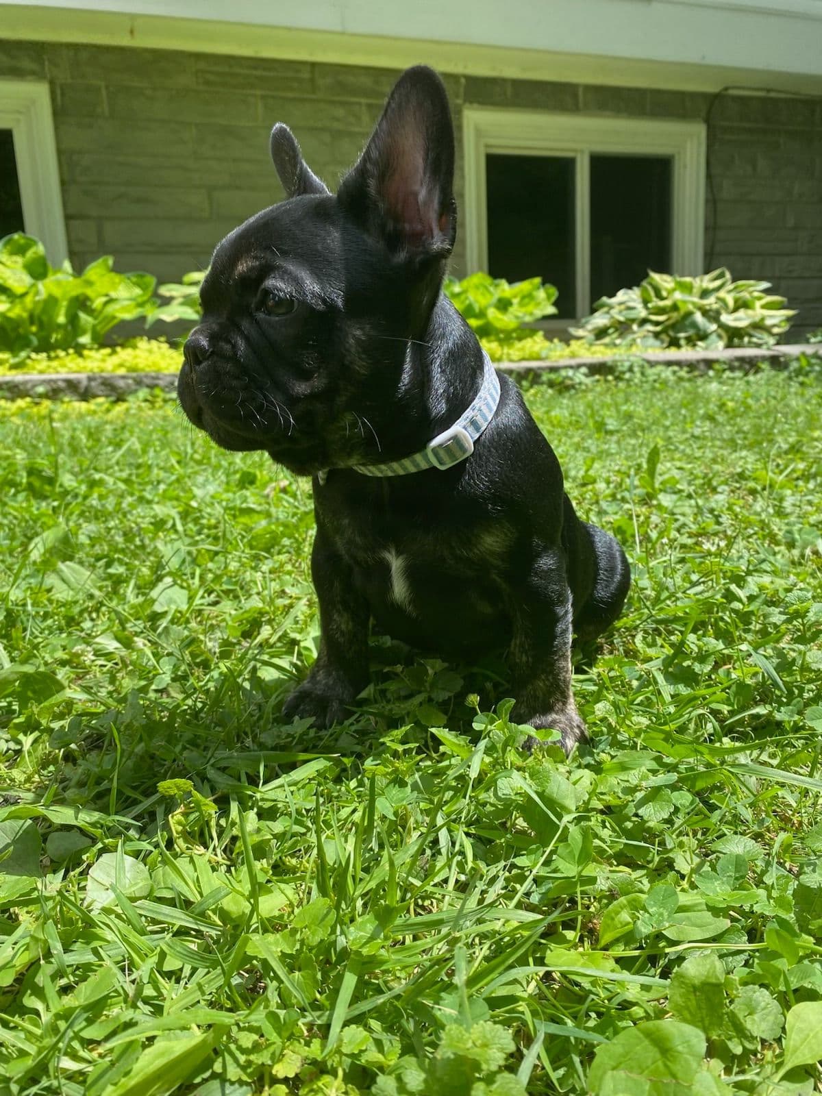 French Bulldog Puppies breeder image 5