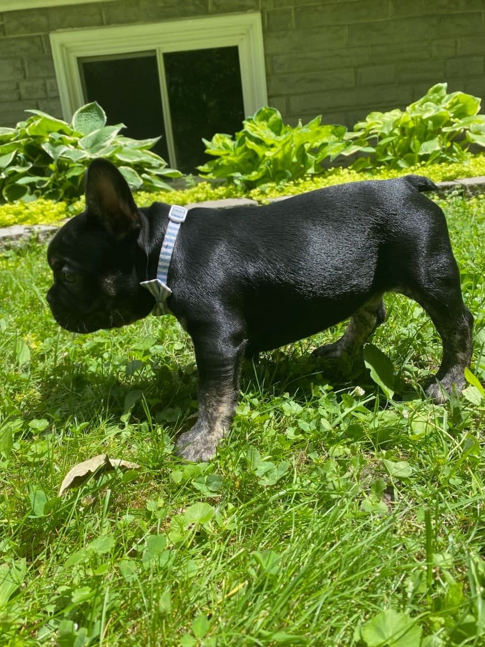 French Bulldog Puppies breeder image 4