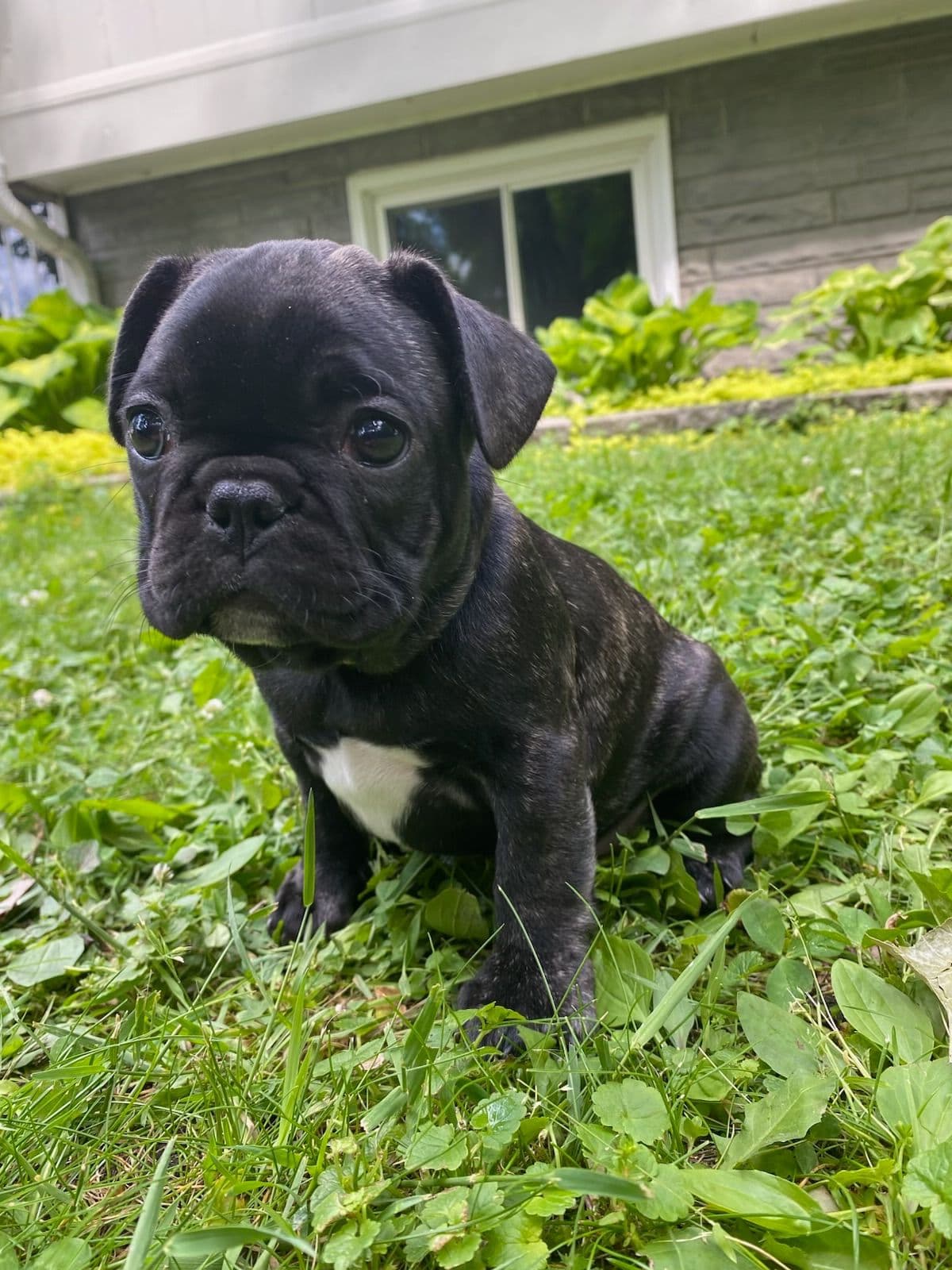 French Bulldog Puppies breeder image 6