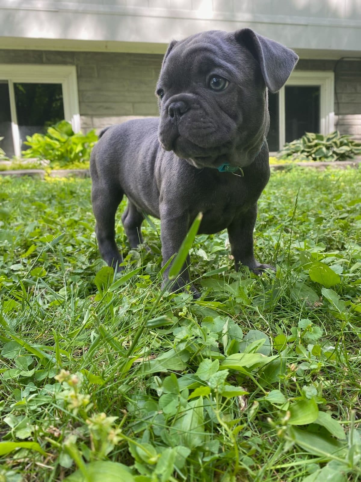 French Bulldog Puppies breeder image 9