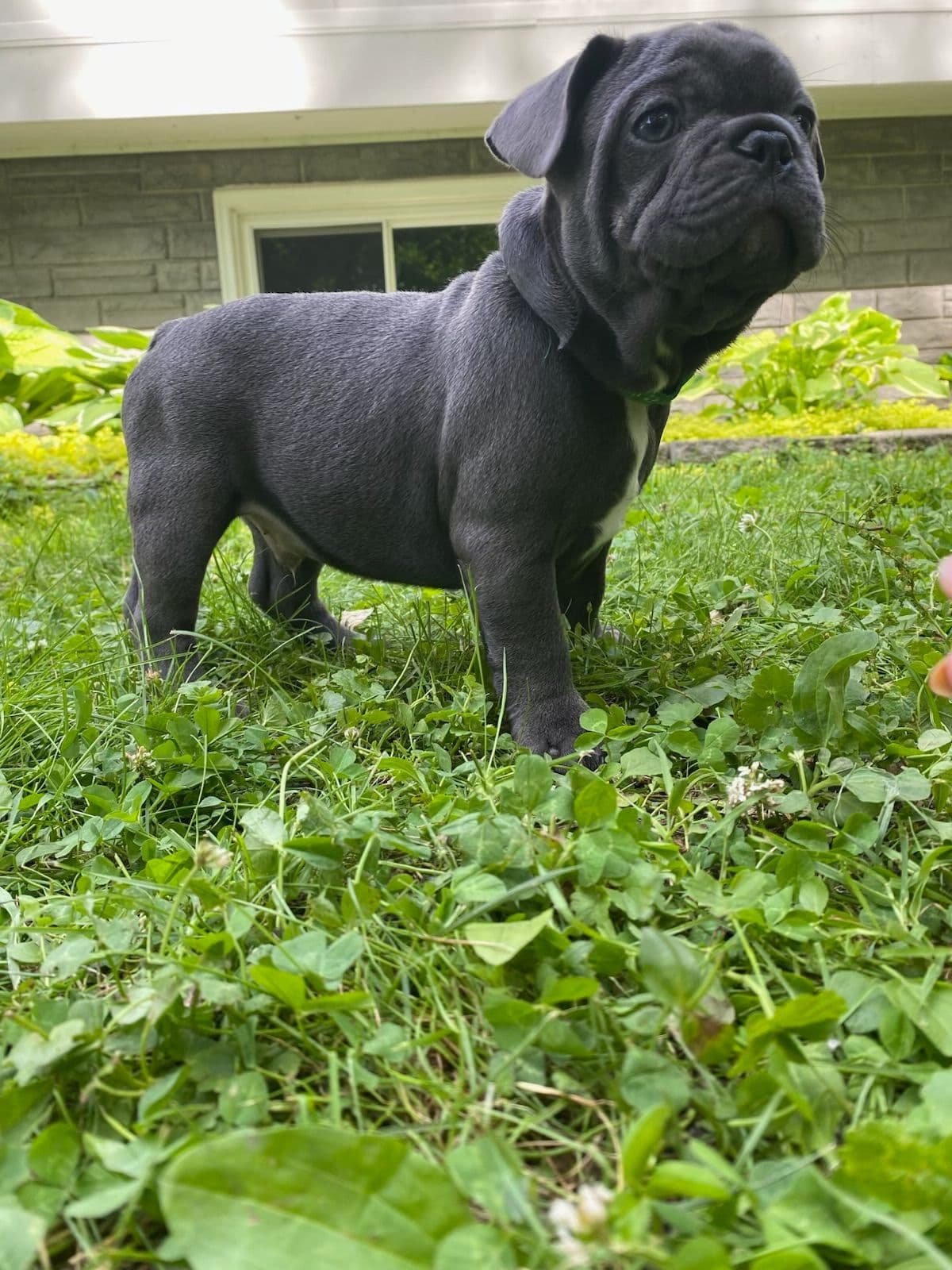 French Bulldog Puppies breeder image 10