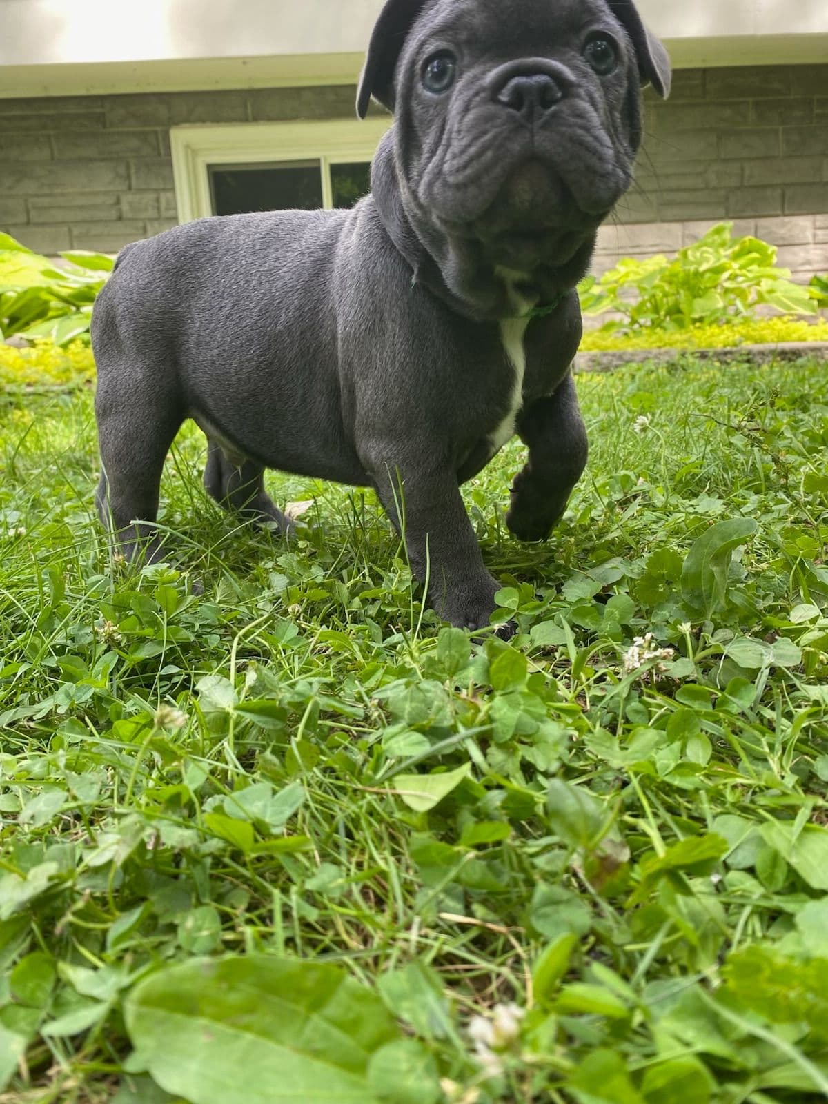 French Bulldog Puppies breeder image 12