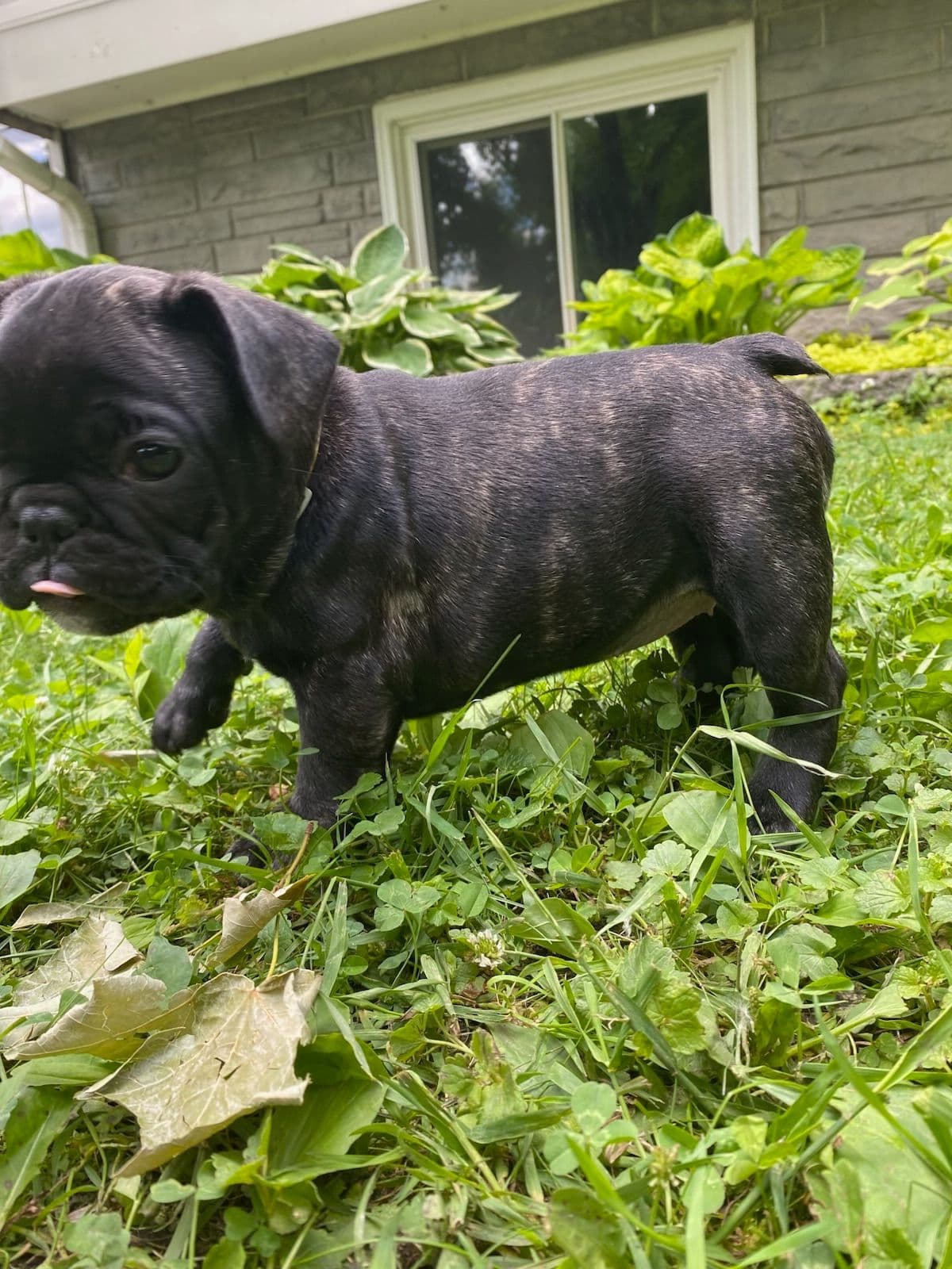 French Bulldog Puppies breeder image 14
