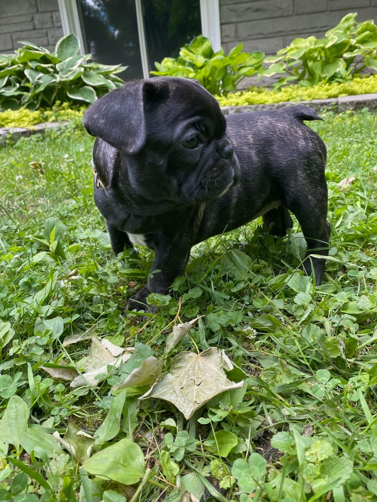 French Bulldog Puppies breeder image 15
