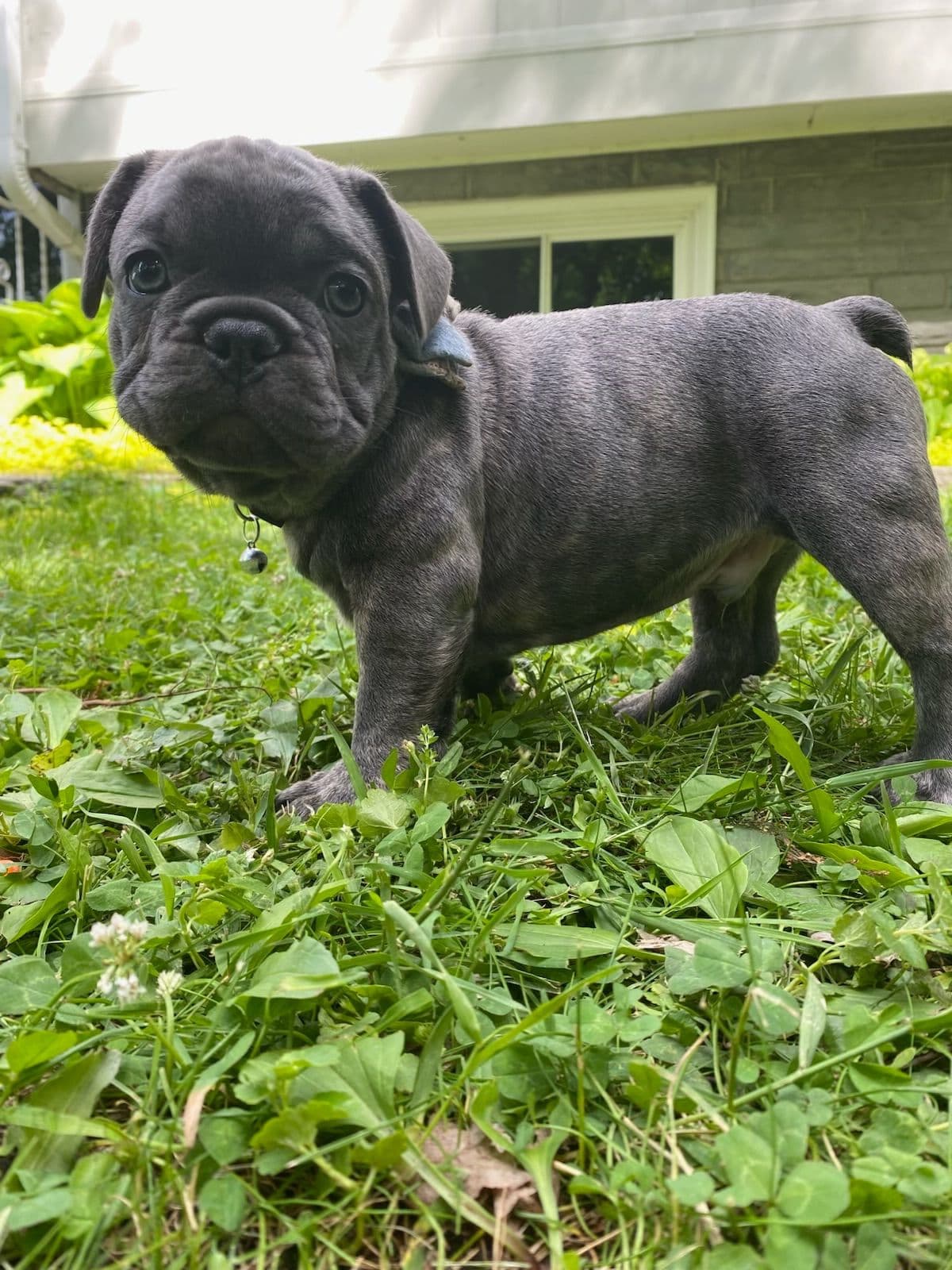 French Bulldog Puppies breeder image 16