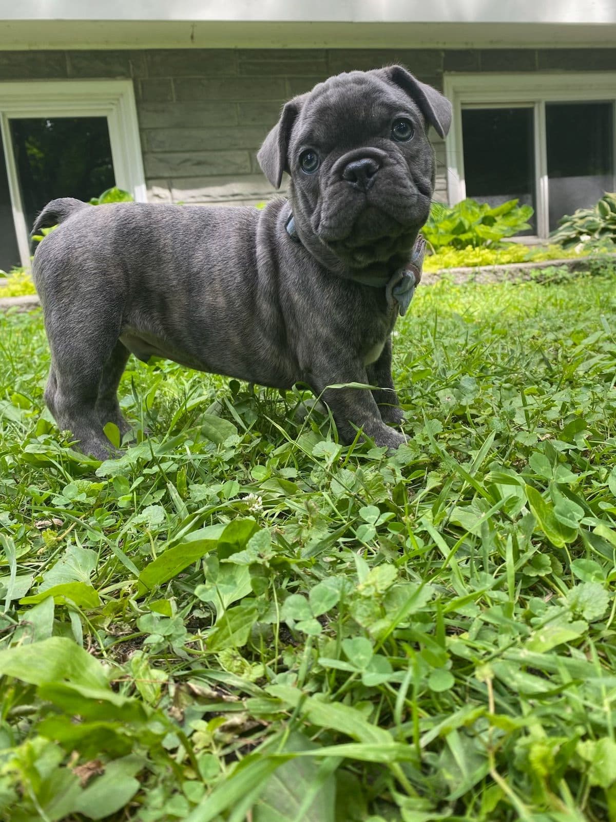 French Bulldog Puppies breeder image 18