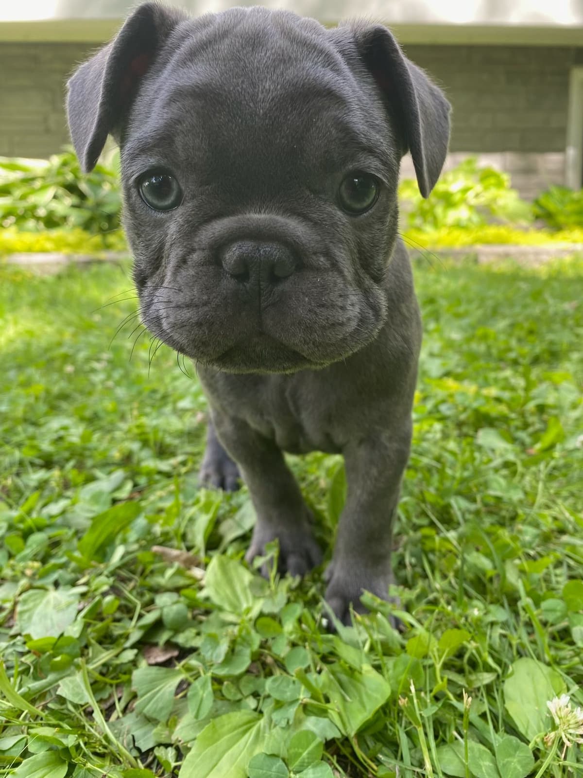 French Bulldog Puppies breeder image 20