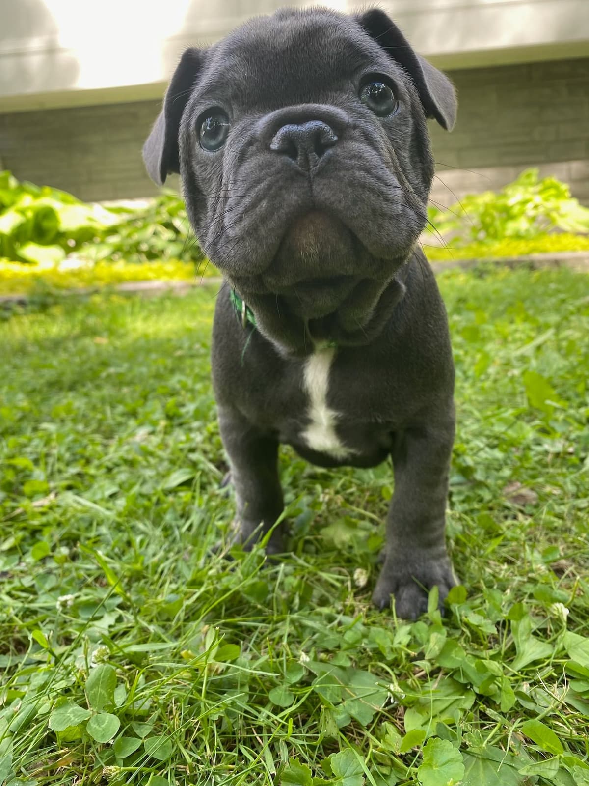 French Bulldog Puppies breeder image 21