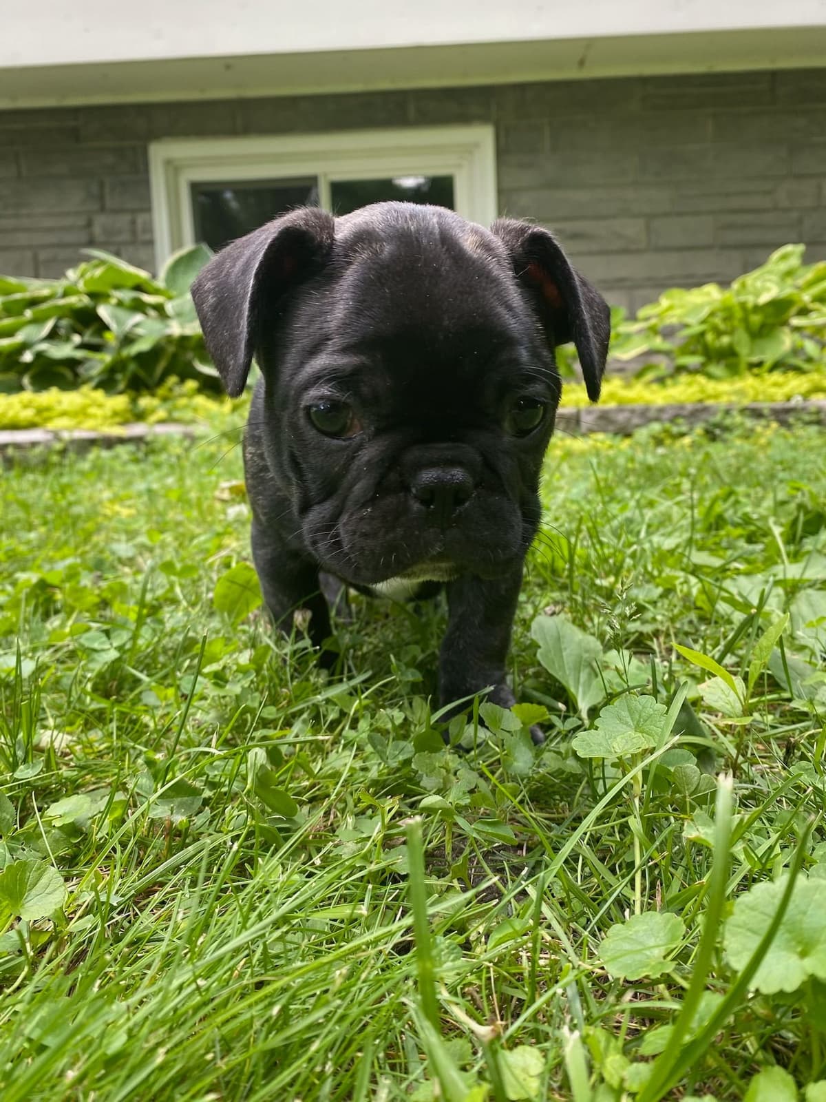 French Bulldog Puppies breeder image 23
