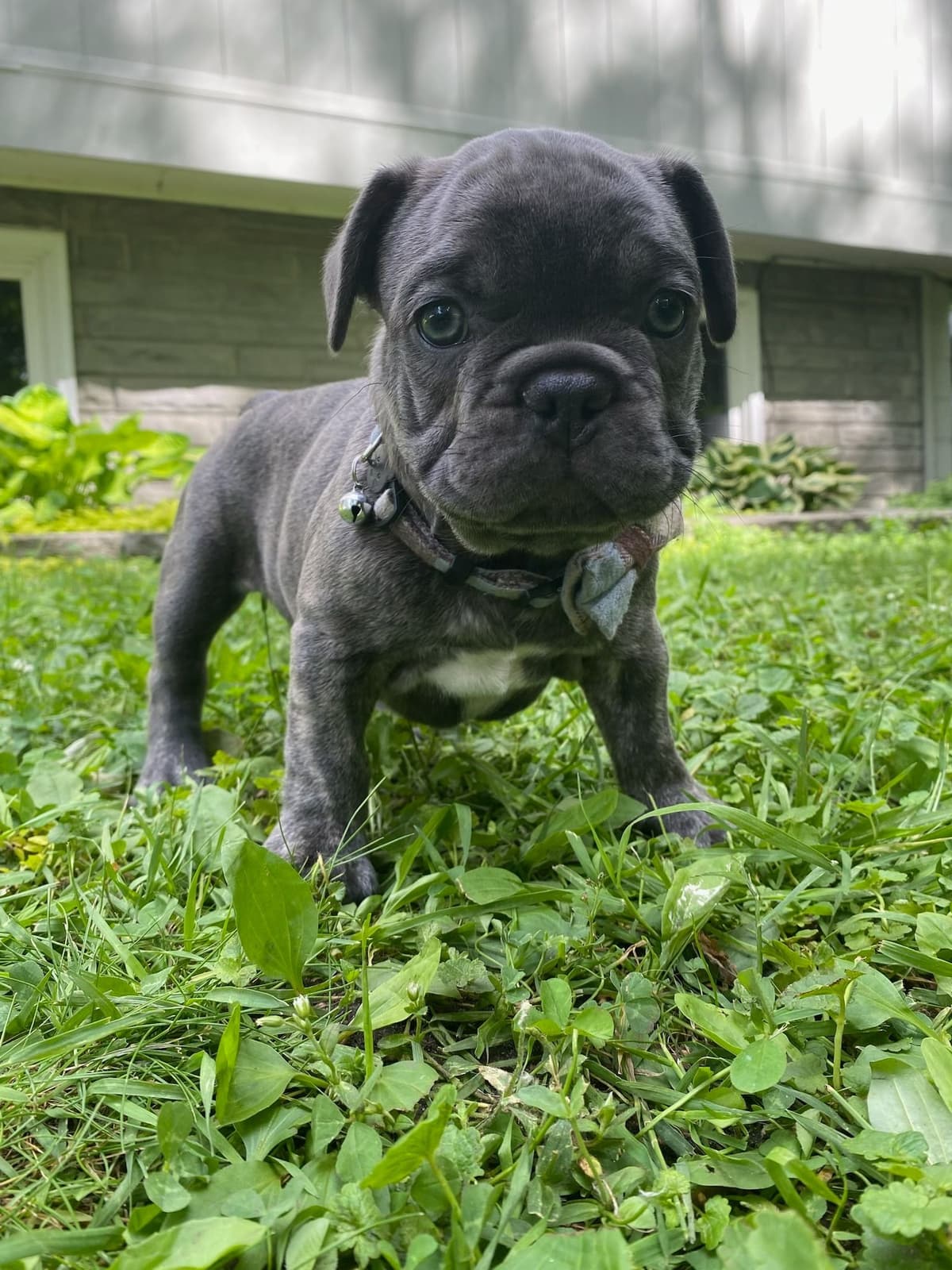 French Bulldog Puppies breeder image 22
