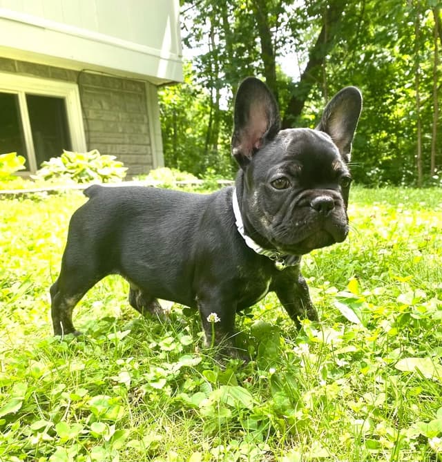 French Bulldog Puppies media 6