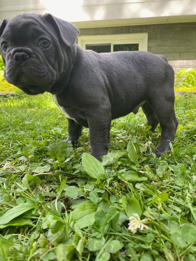 French Bulldog Puppies media 12
