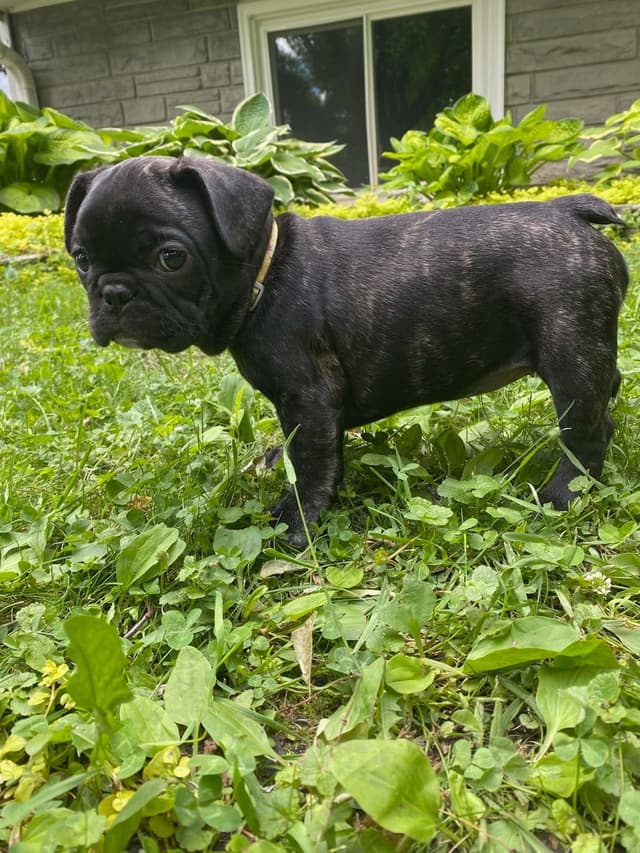 French Bulldog Puppies media 15