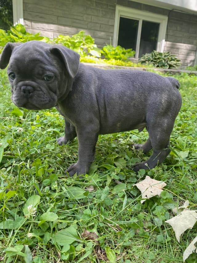 French Bulldog Puppies media 7