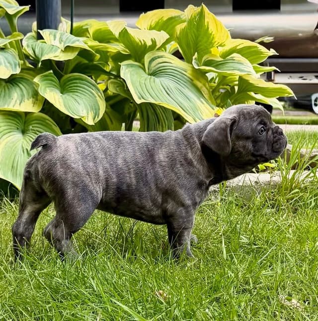French Bulldog Puppies media 22
