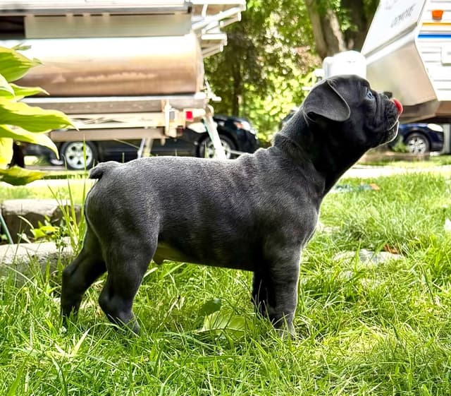 French Bulldog Puppies media 23