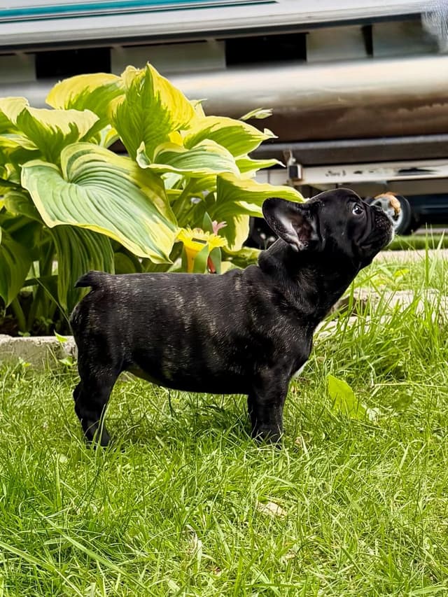 French Bulldog Puppies media 24