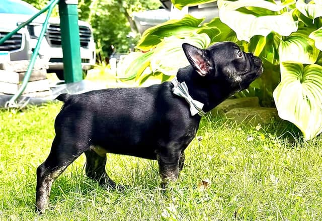 French Bulldog Puppies media 25
