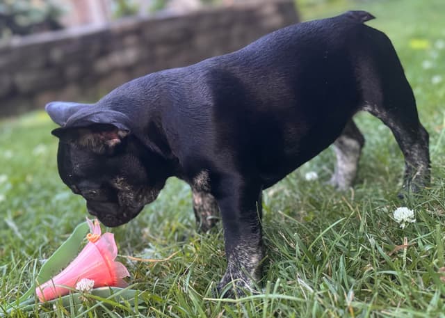 French Bulldog Puppies media 26
