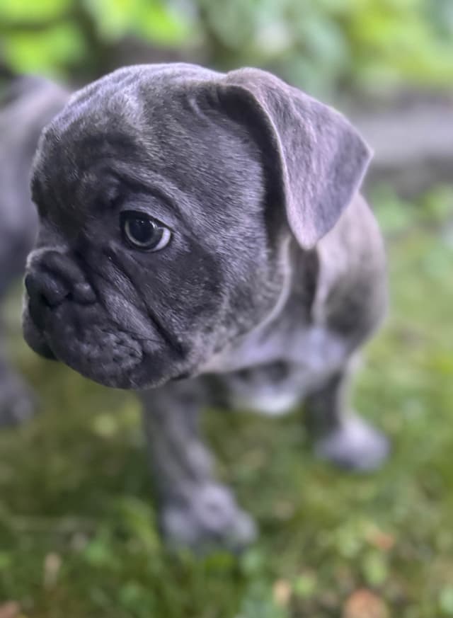 French Bulldog Puppies media 27