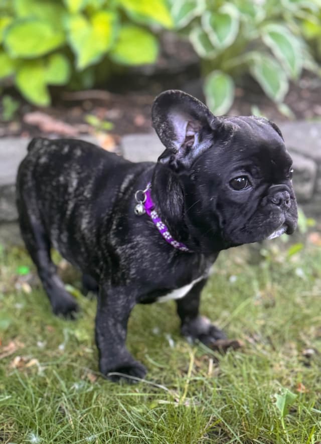 French Bulldog Puppies media 28