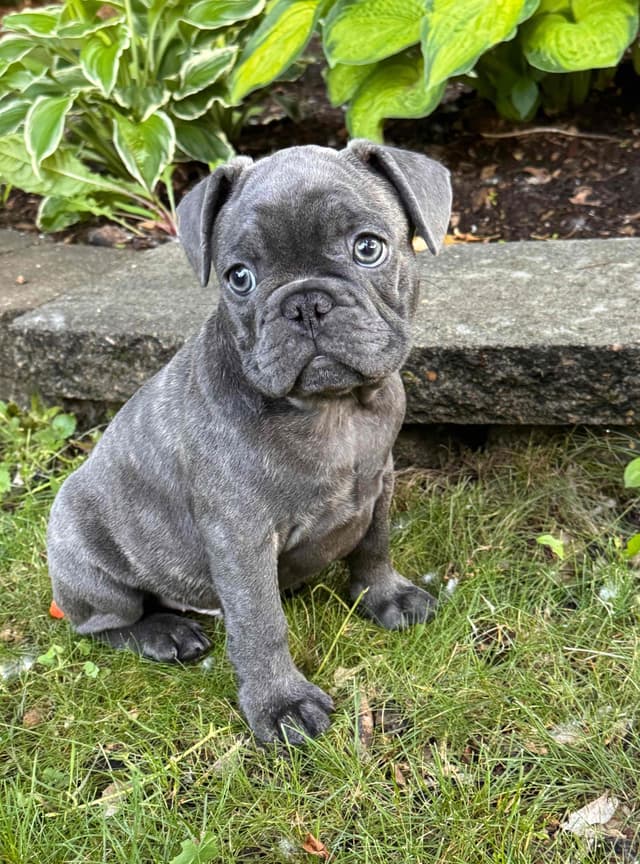French Bulldog Puppies media 29