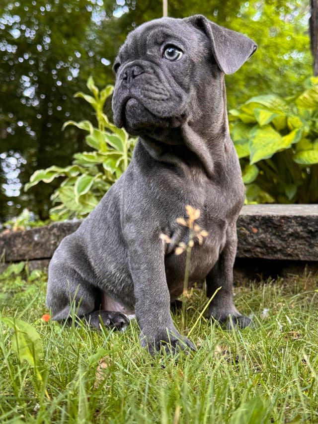 French Bulldog Puppies media 30