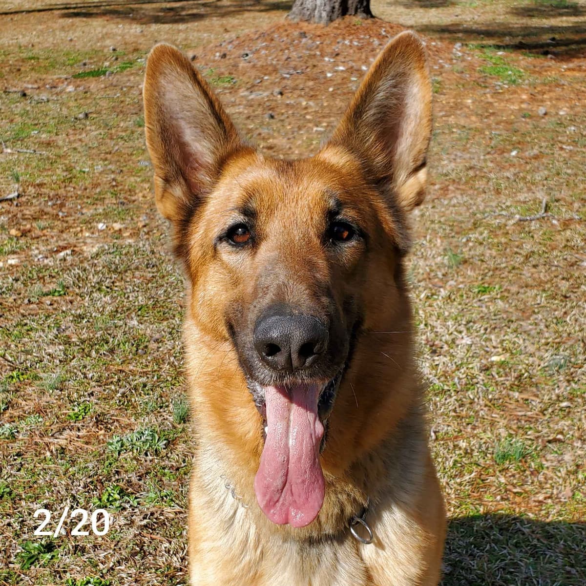 German Shepherd Dog Puppies breeder image 10